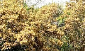 বিশ্ব ঐতিহ্য সুন্দরবনে শোভা ছড়াচ্ছে ‘সুন্দরী’ ফুল