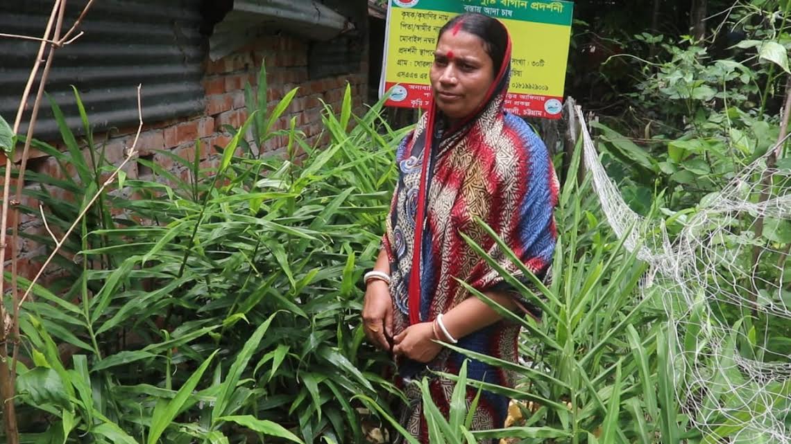 বোয়ালখালীতে লক্ষ্যমাত্রার চেয়ে বেশি বস্তায় আদা চাষ, সাড়া ফেলেছে নতুন পদ্ধতি
