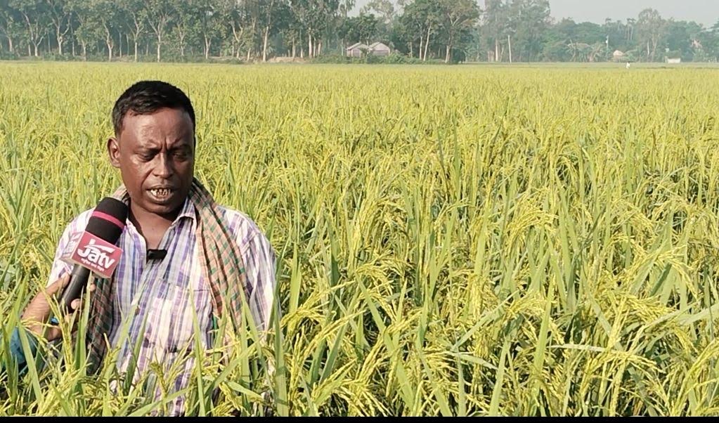 কৃষকের মুখে হাসি, কটিয়াদীতে বোরো ধানের বাম্পার ফলন