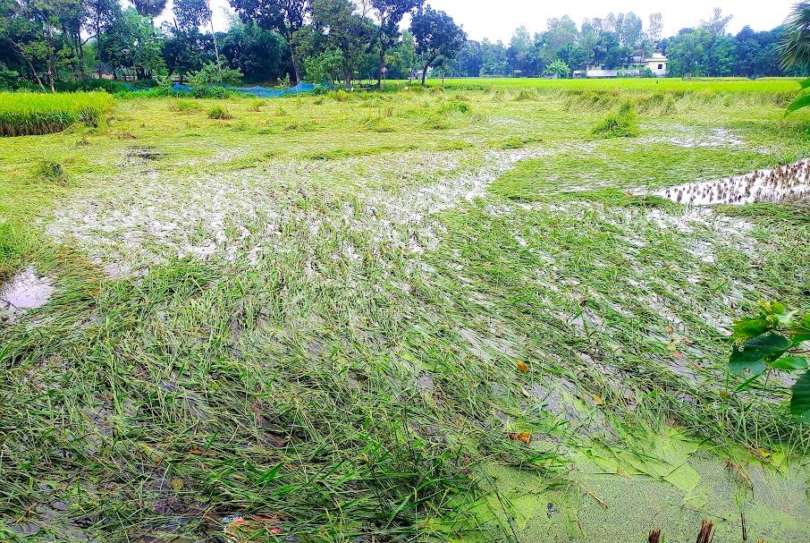 সরিষাবাড়ীতে বৃষ্টিপাতে কৃষকের ১৮৬ হেক্টর ফসলের ক্ষতি