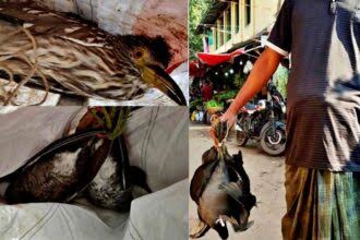 বাগেরহাটে বিভিন্ন হাট-বাজারে বিক্রি হচ্ছে অতিথি পাখি