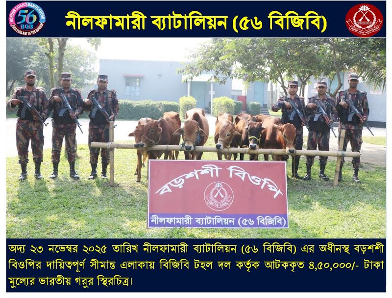 পঞ্চগড় সীমান্তে বিজিবি'র চোরাচালান বিরোধী অভিযানে ভারতীয় গরু আটক