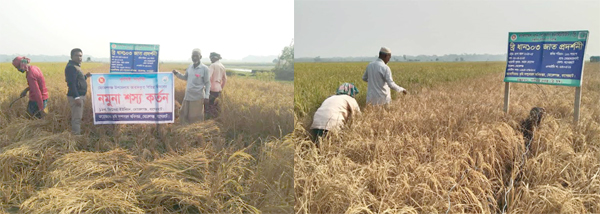 মোরেলগঞ্জে আমন ধানের বাম্পার ফলনে সোনালি ধানের শীষে কৃষকদের স্বপ্ন যেন ঝলমল করছে কৃষকের ঘরে নবান্নের আনন্দ