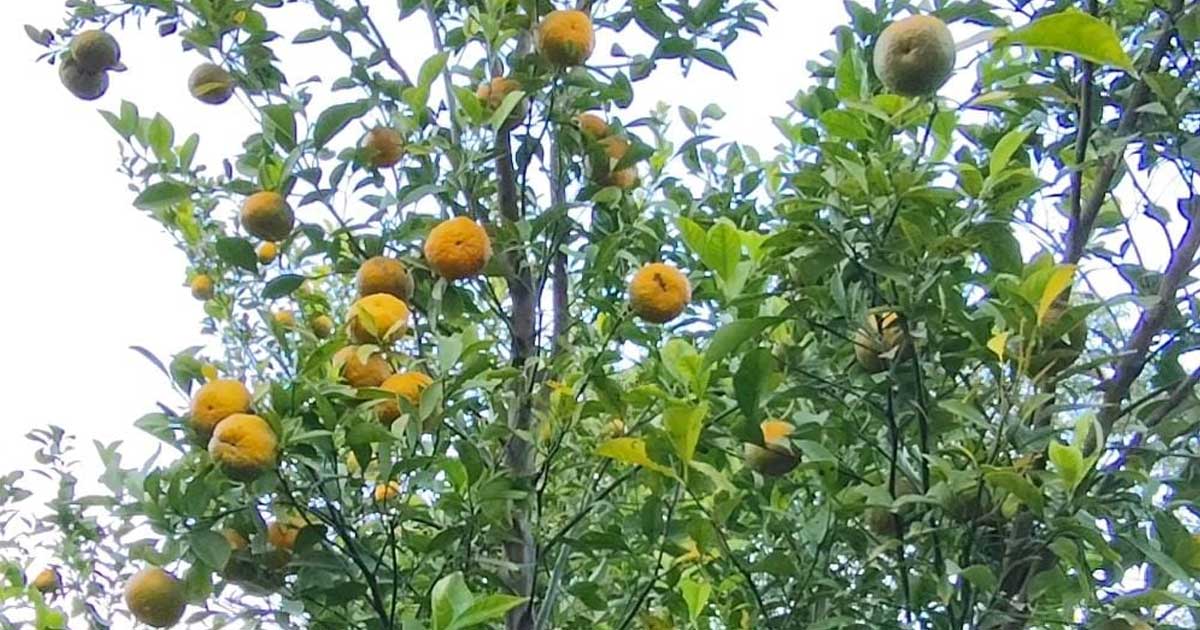পাহাড়ি অঞ্চলে দৃষ্টিনন্দন কমলার বাগান, মন মাতাচ্ছে পর্যটকদের