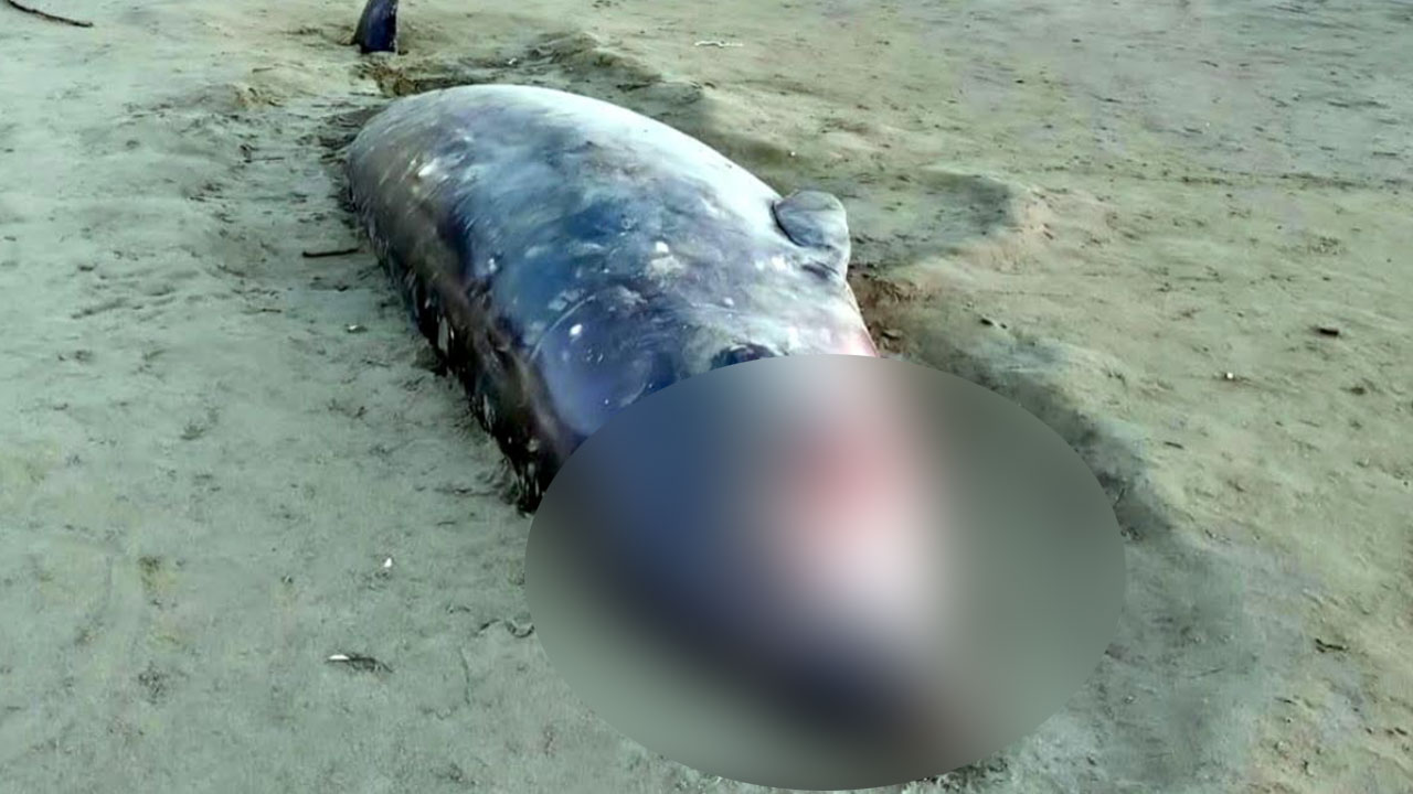 সৈকতে ভেসে এলো আরও এক মৃত ডলফিন