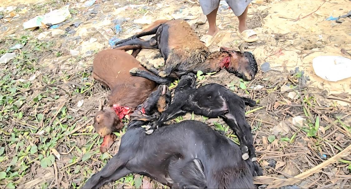 রাঙামাটিতে বিষ প্রয়োগে চারটি উন্নতজাতের ছাগল হত্যা: দিশেহারা ক্ষুদ্র উদ্যোক্তা উজ্জল ত্রিপুরা