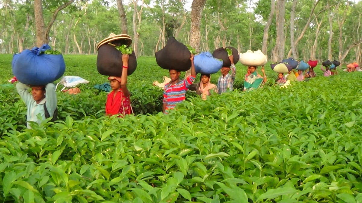 আধুনিক সুযোগ-সুবিধা থেকে বঞ্চিত আসামের চা বাগান শ্রমিকরা 