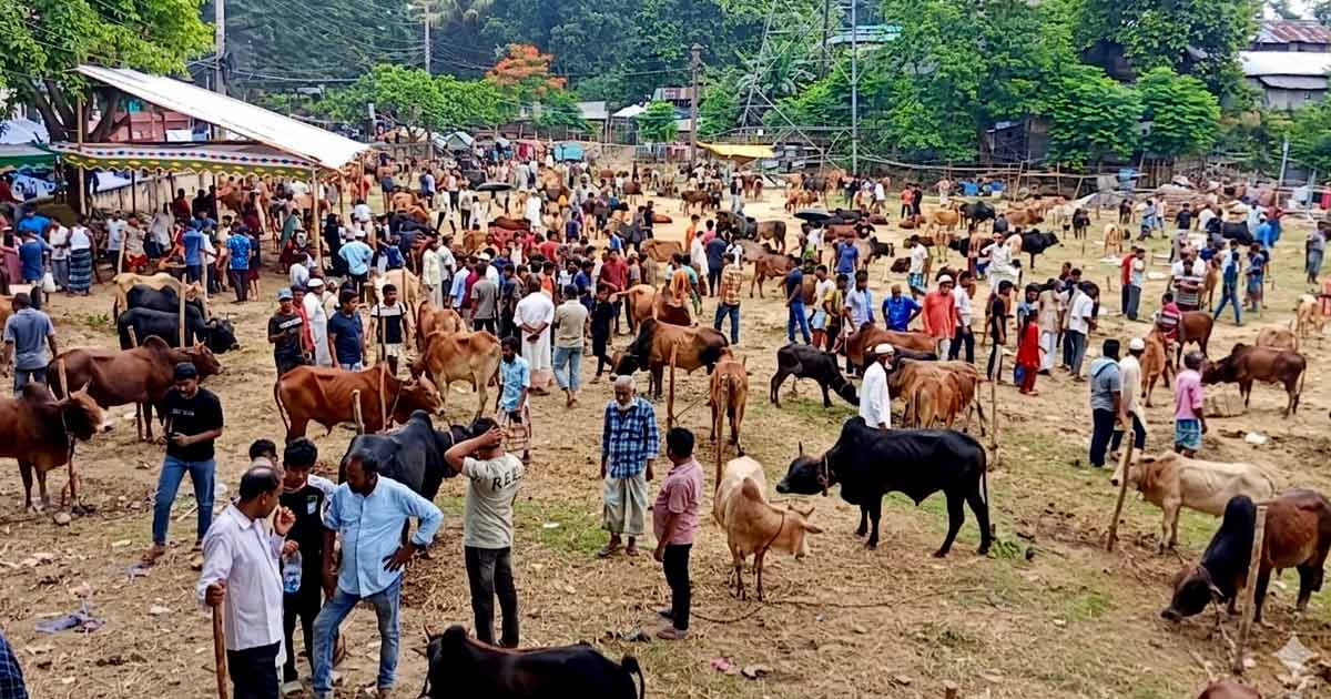 কাপ্তাইয়ের নতুন বাজারে জমজমাট পশুর হাট