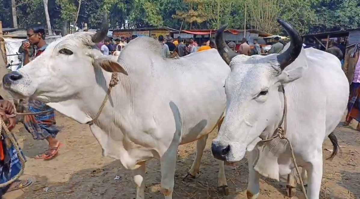 ভারতীয় পশুর অনুপ্রবেশ নিয়ে চিন্তিত খামারিরা