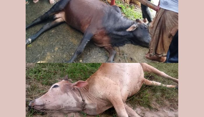 মিরসরাই ও ফটিকছড়িতে বজ্রপাতে কোরবানির দুই গরুর মৃত্যু