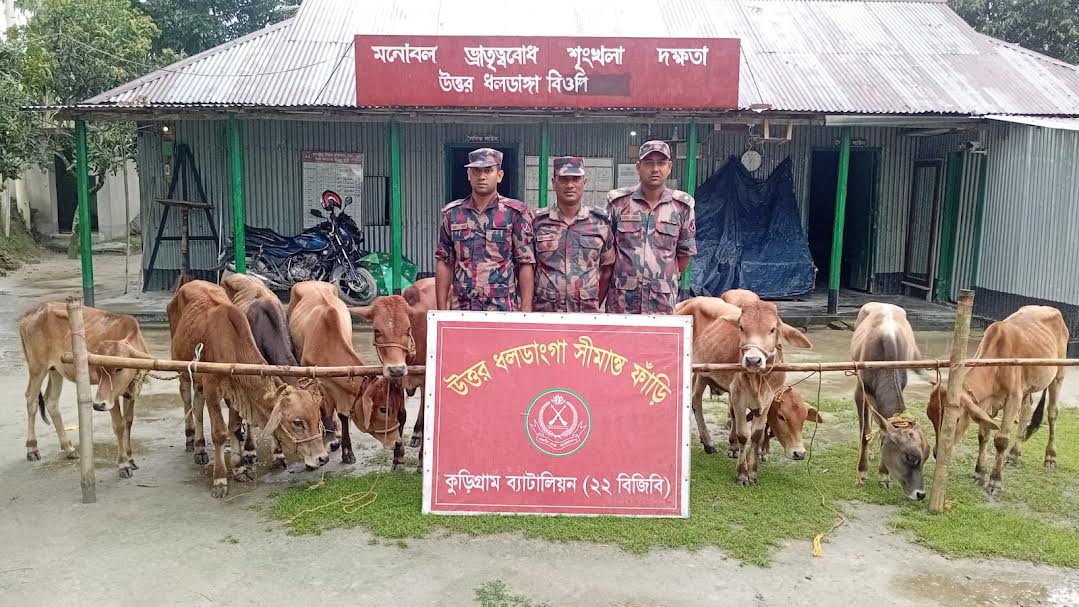 কুড়িগ্রাম সীমান্তে ২২ বিজিবির বিশেষ অভিযান: ৮ লাখ ৫১ হাজার টাকার ভারতীয় গবাদিপশু, গাঁজা ও চোরাচালানী মালামাল আটক