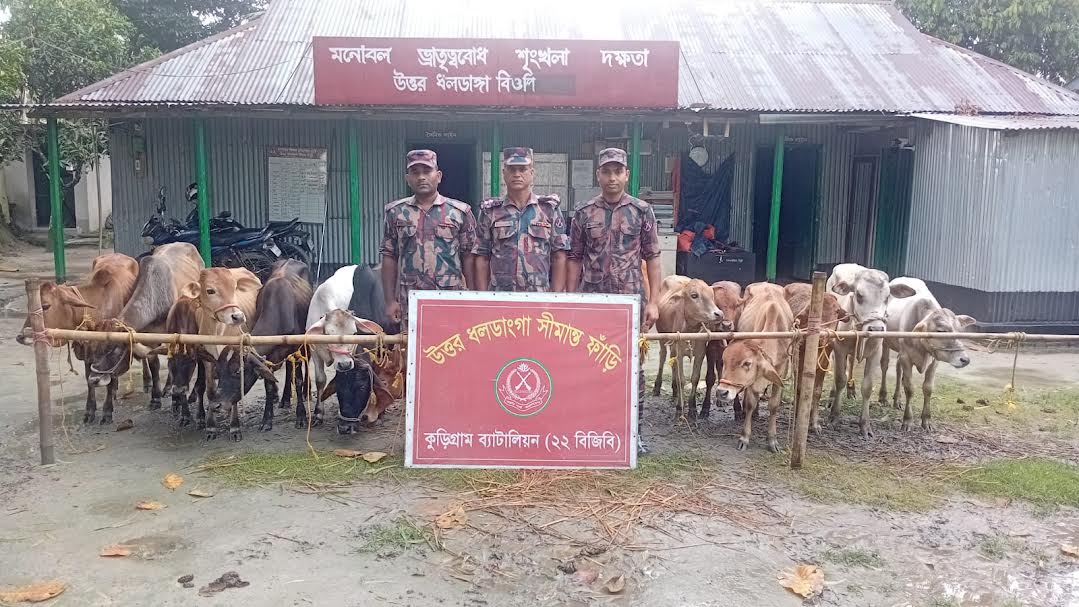 কুড়িগ্রাম সীমান্তে ২২ বিজিবির বিশেষ অভিযান২৬ লাখ টাকার গাঁজা, গবাদিপশু ও চোরাচালানি পণ্য জব্দ