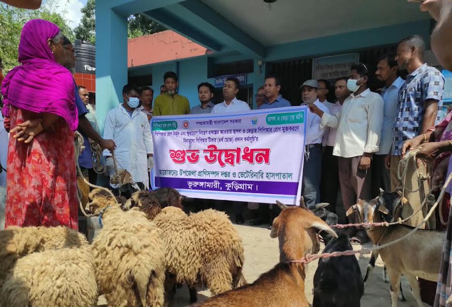 কুড়িগ্রামে পিপিআর রোগের বিনামূল্যে টিকাদান কর্মসূচির উদ্বোধন 